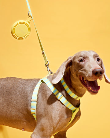 Tone on tone Travel Bowl Yellow