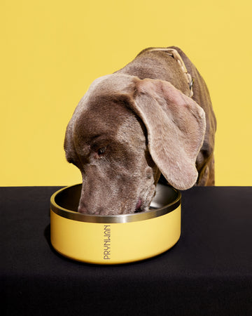 Tone on tone Stainless steel Bowl Yellow