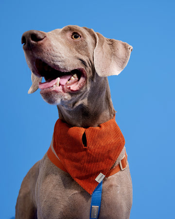 Triangle Bandana Dark Orange