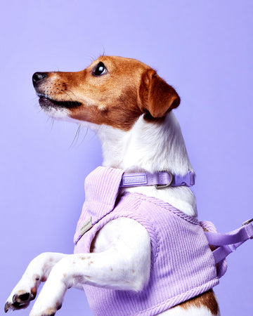 Tone On Tone Quick Release Collar Viola