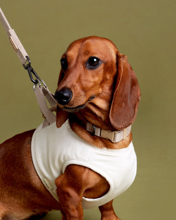 Tone On Tone Quick Release Collar Beige