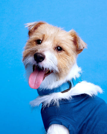 Tone On Tone Quick Release Collar Blue