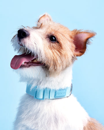 Tone On Tone Quick Release Collar Baby Blue
