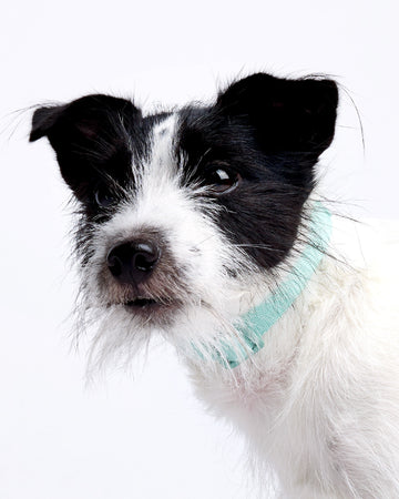 Tone On Tone Quick Release Collar Mint