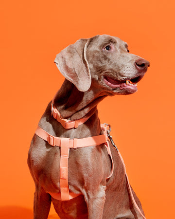 Tone On Tone Quick Release Collar Orange