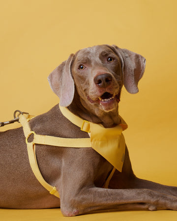 Tone On Tone Quick Release Collar Yellow