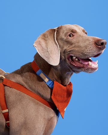 Quick Release Collar Orange