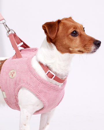 Quick Release Collar Pink