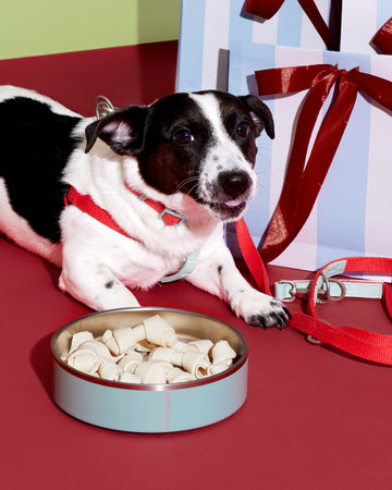 Two tone Step-in Harness Red Mint