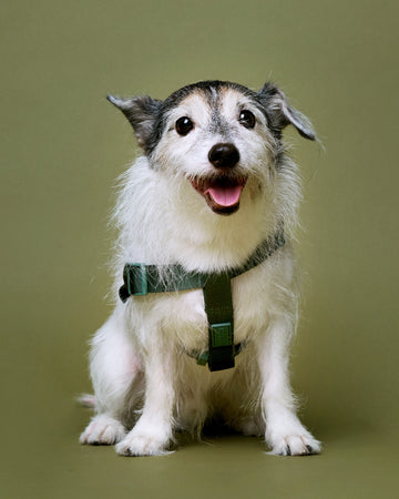 Tone on tone Step-in Harness Verde