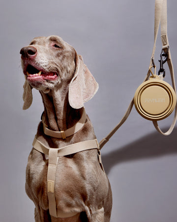 Tone on tone Step-in Harness Beige