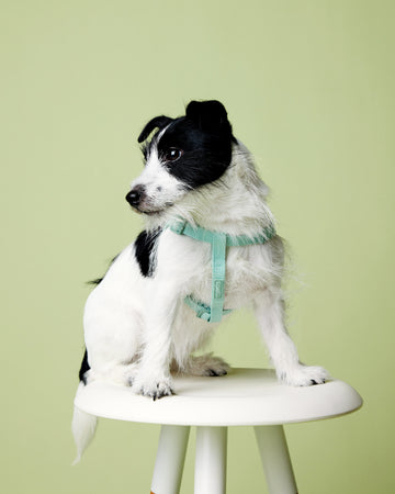Tone on tone Step-in Harness Mint