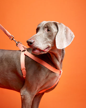 Tone on tone Step-in Harness Orange