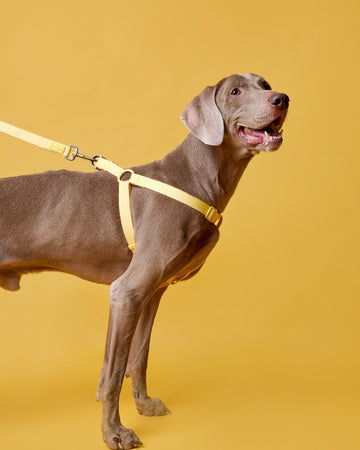 Tone on tone Step-in Harness Yellow