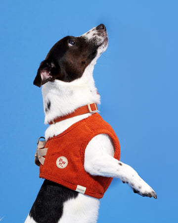 Step-In Vest Orange