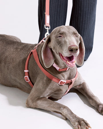 Step-in Harness Pink