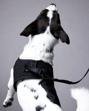 Tone on tone Adjustable Leash Nero
