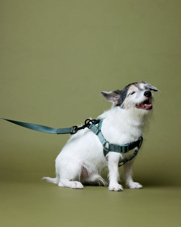 Tone on tone Adjustable Leash Verde