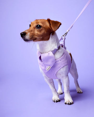 Tone on tone Adjustable Leash Viola