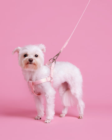Tone on tone Adjustable Leash Rosa