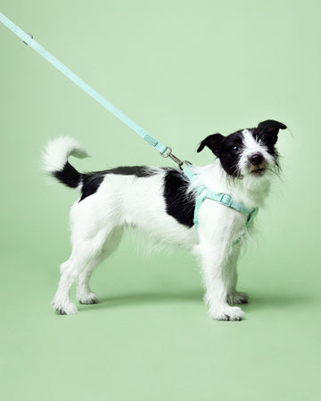 Tone on tone Adjustable Leash Mint