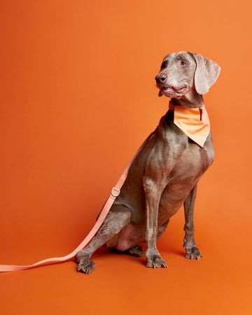Tone on tone Adjustable Leash Orange