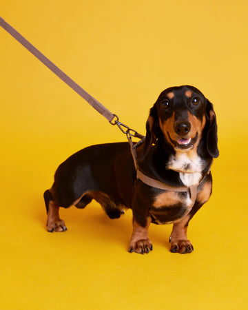 Tone on tone Adjustable Leash Taupe