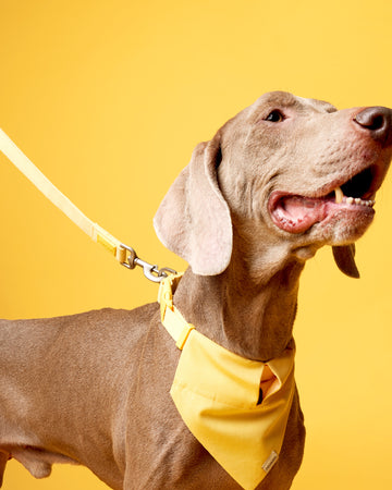 Tone on tone Adjustable Leash Yellow