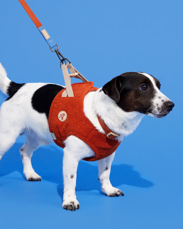 Adjustable Leash Orange