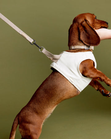 Tone on tone Adjustable Leash Beige