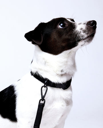 Tone On Tone Quick Release Collar Nero