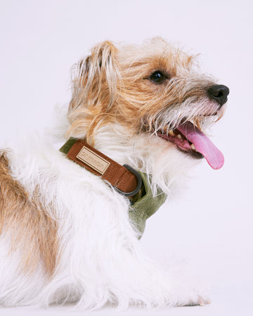 Quick Release Collar Olive Green