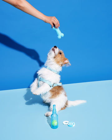 Chew Toys Bone Blue