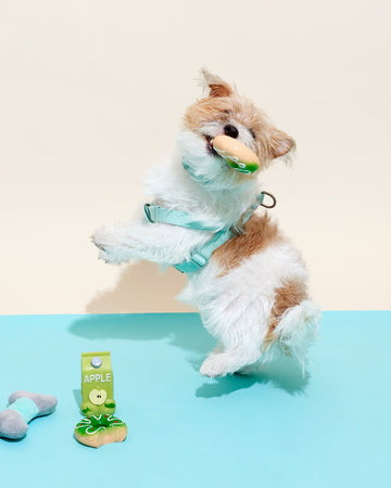 Squeak Toys Donut Green