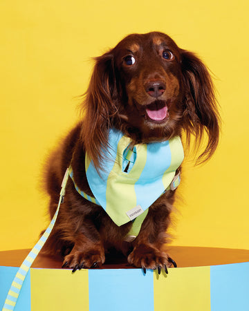 Prynometry Triangle Bandanas Sandy Glow Yellow
