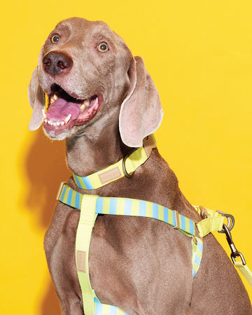 Prynometry Quick Release Collar Sandy Glow Yellow
