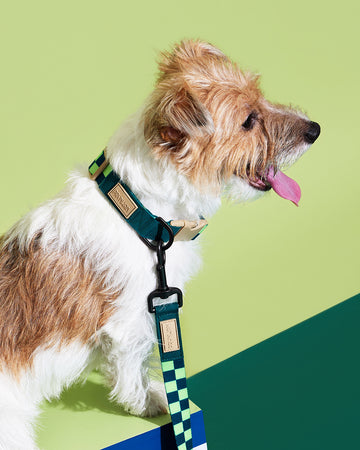 Prynometry Quick Release Collar Fresh Duo Green