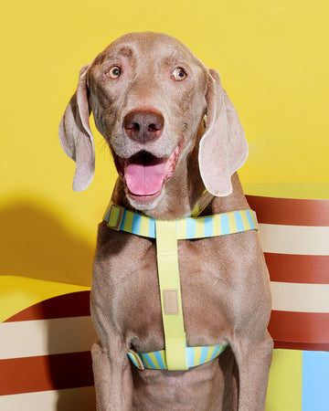 Prynometry Step-In Harness Sandy Glow Yellow