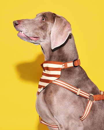 Prynometry Step-In Harness Sandy Glow Brown