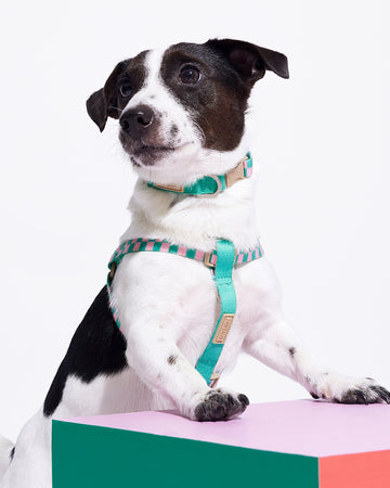 Prynometry Step-In Harness Rosie Pop Green