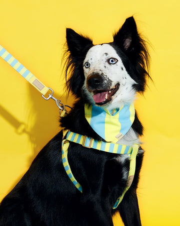 Prynometry Adjustable Leash Sandy Glow Yellow