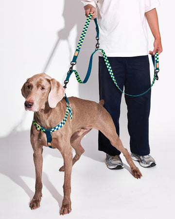 Prynometry Short Leash Fresh Duo