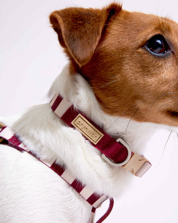 Collar 001 Cream Dark Red