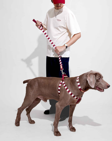 Harness 001 Cream Dark Red