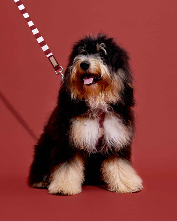 Leash 001 Cream Dark Red